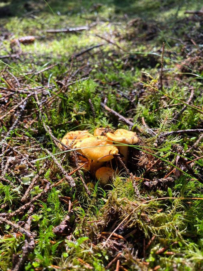 Joarsbo, Stuga 2, Gårdsstugan Kalv Exteriör bild